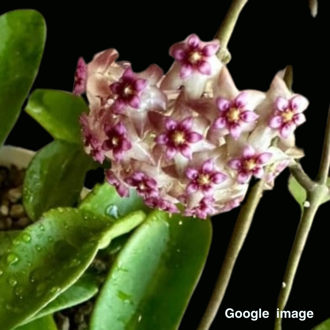 Hoya Sp.Gunung Gading Large (PRE-ORDER)-JULY419