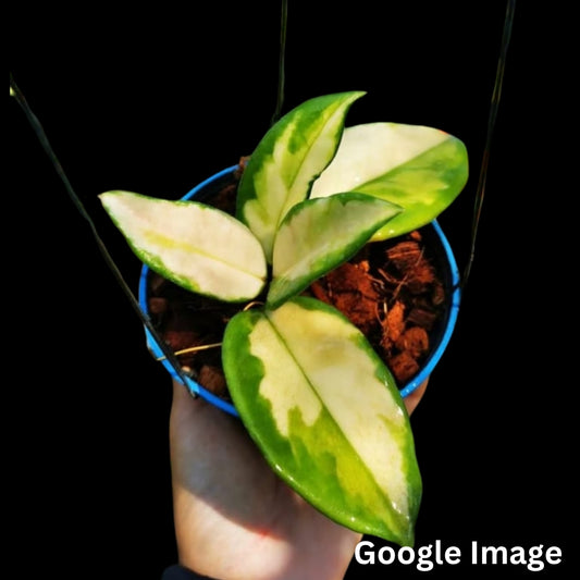Hoya AH Momo Variegated (Small) PRE-ORDER-JULY041
