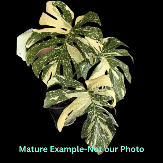Monstera Deliciosa Crème Brûlée Var - Pre Order JU45