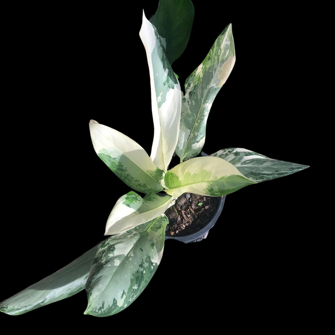 Aglaonema Golden bay (PRE-ORDER) - JAN042