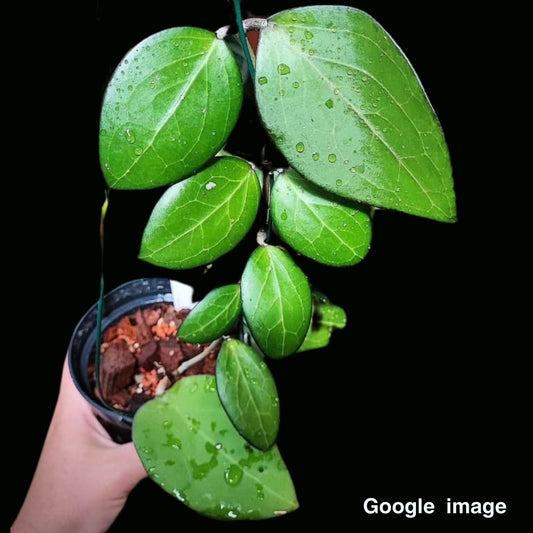 Hoya Sp. Haiphong Large (PRE-ORDER)-JULY420