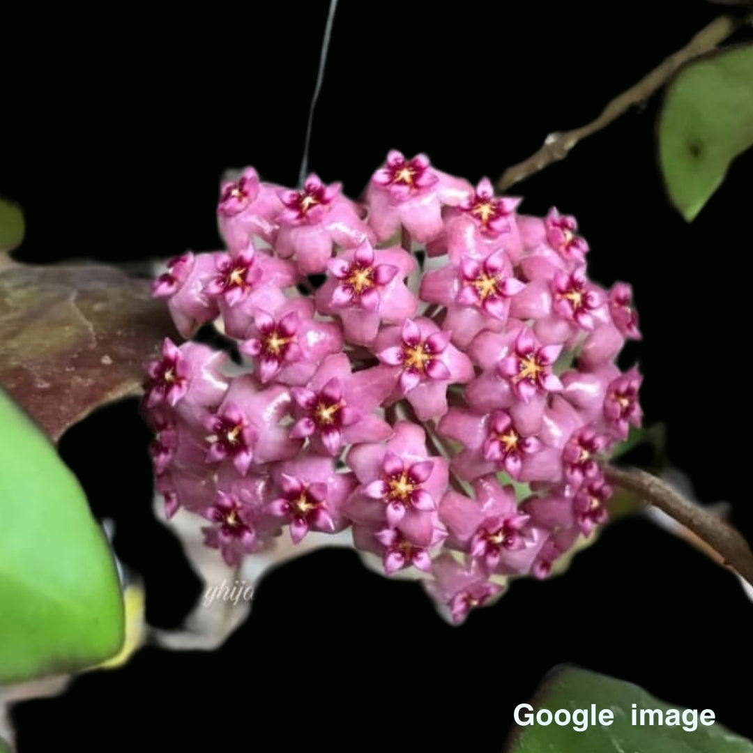 Hoya Sp. Haiphong Large (PRE-ORDER)-JULY420