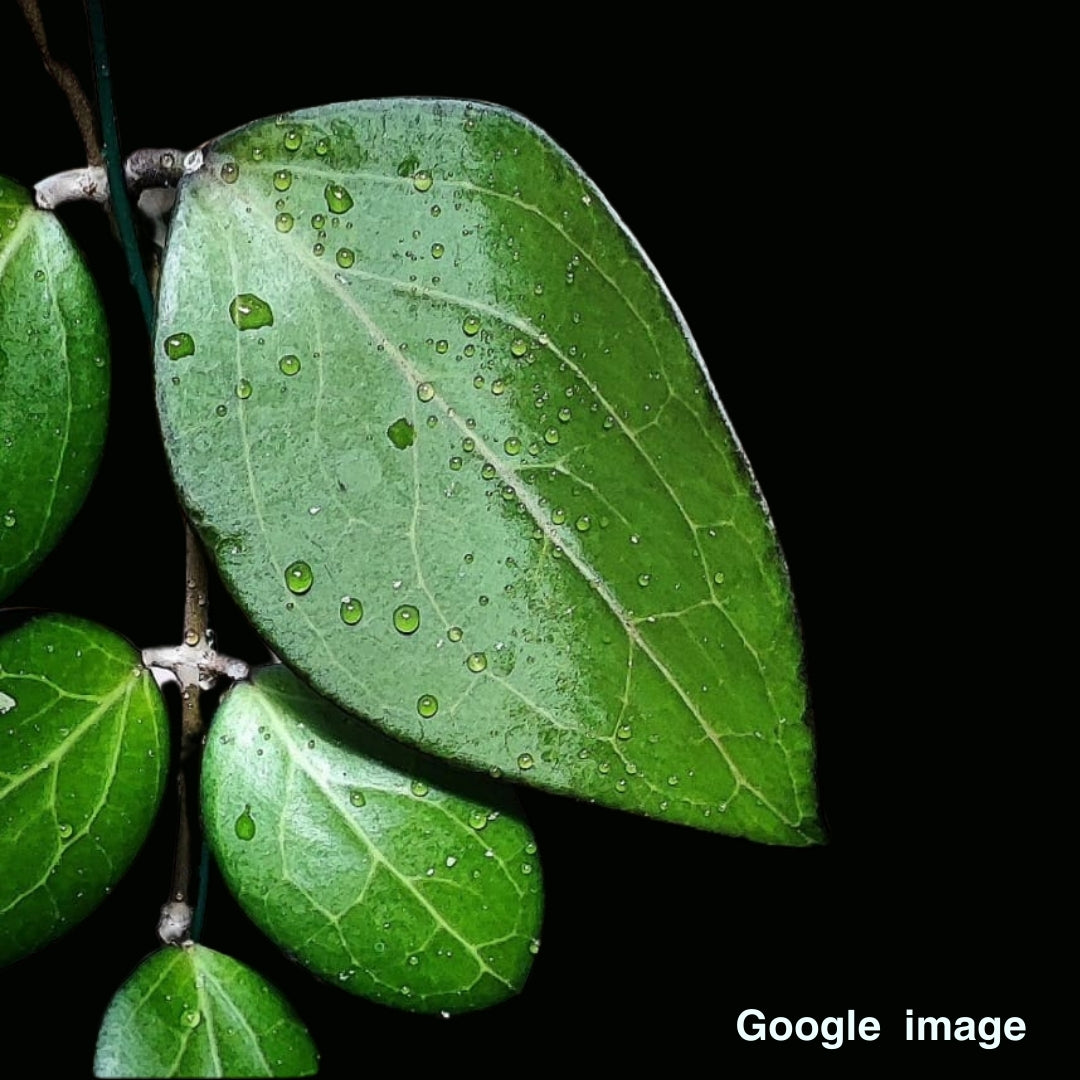 Hoya Sp. Haiphong Large (PRE-ORDER)-JULY420