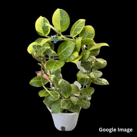 Hoya Obscura Albomarginata (Medium) PRE-ORDER-JULY422