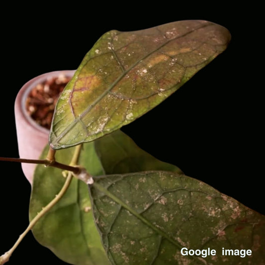 Hoya Sp.Lata Iskandar Large (PRE-ORDER)-JULY425