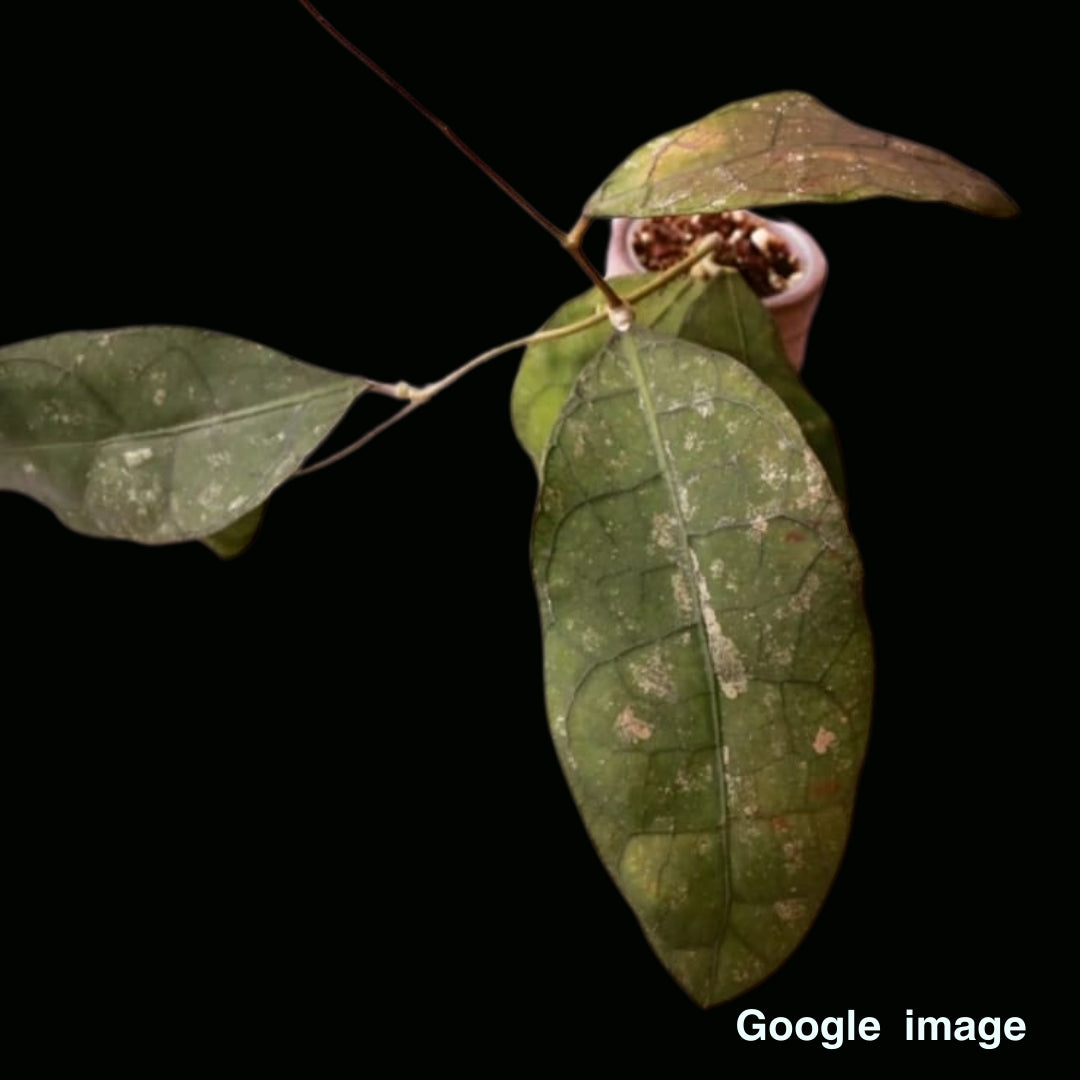 Hoya Sp.Lata Iskandar Large (PRE-ORDER)-JULY425