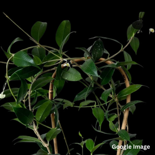 Hoya Odorata (Large) PRE-ORDER-JULY426