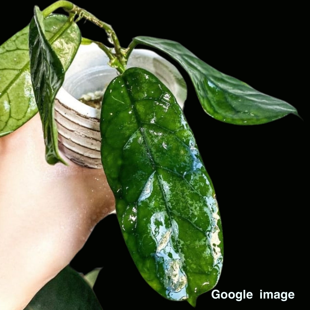 Hoya Sp. Motuo Large (PRE-ORDER)-JULY427