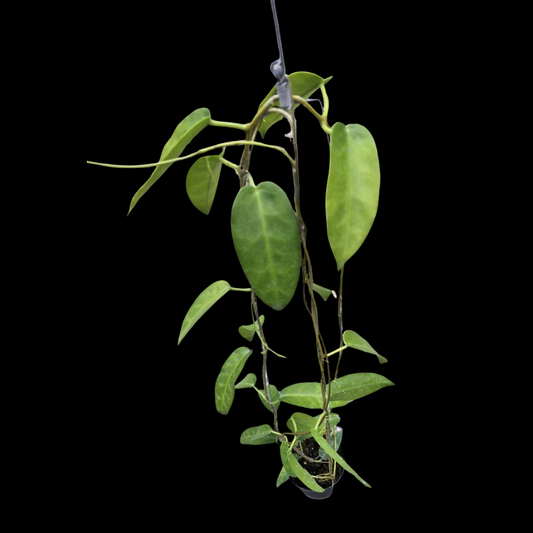 Hoya Onychoides Big Corona (Sp.PNG sv416) (Large) PRE-ORDER-JULY428