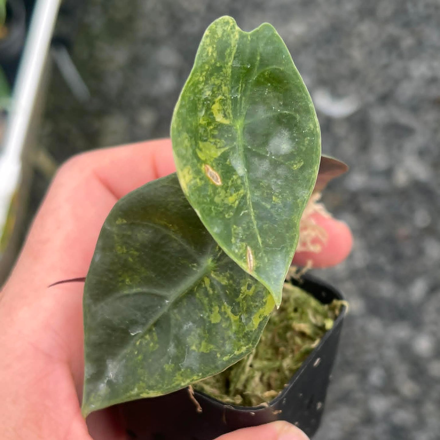 Alocasia Sedenii Aurea B - Pre Order
