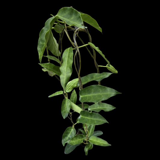 Hoya Onychoides Big Corona (Sp.PNG sv441) (Large) PRE-ORDER-JULY429