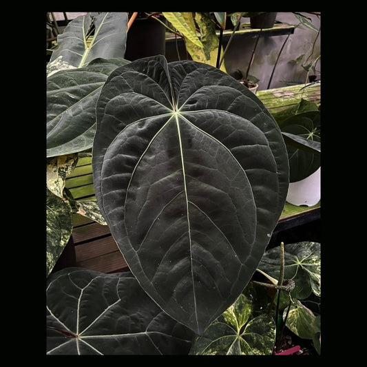 Anthurium AOS (PRE-ORDER) -JUL42a