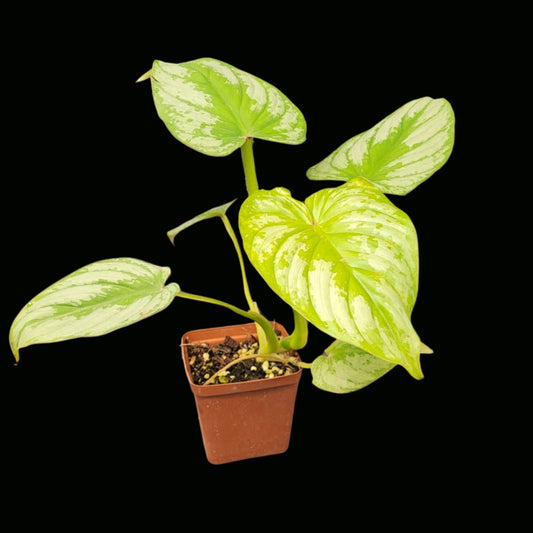 Philodendron Mamie-JUN035