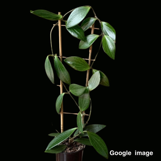 Hoya Benguetensis Large (PRE-ORDER)-JULY042