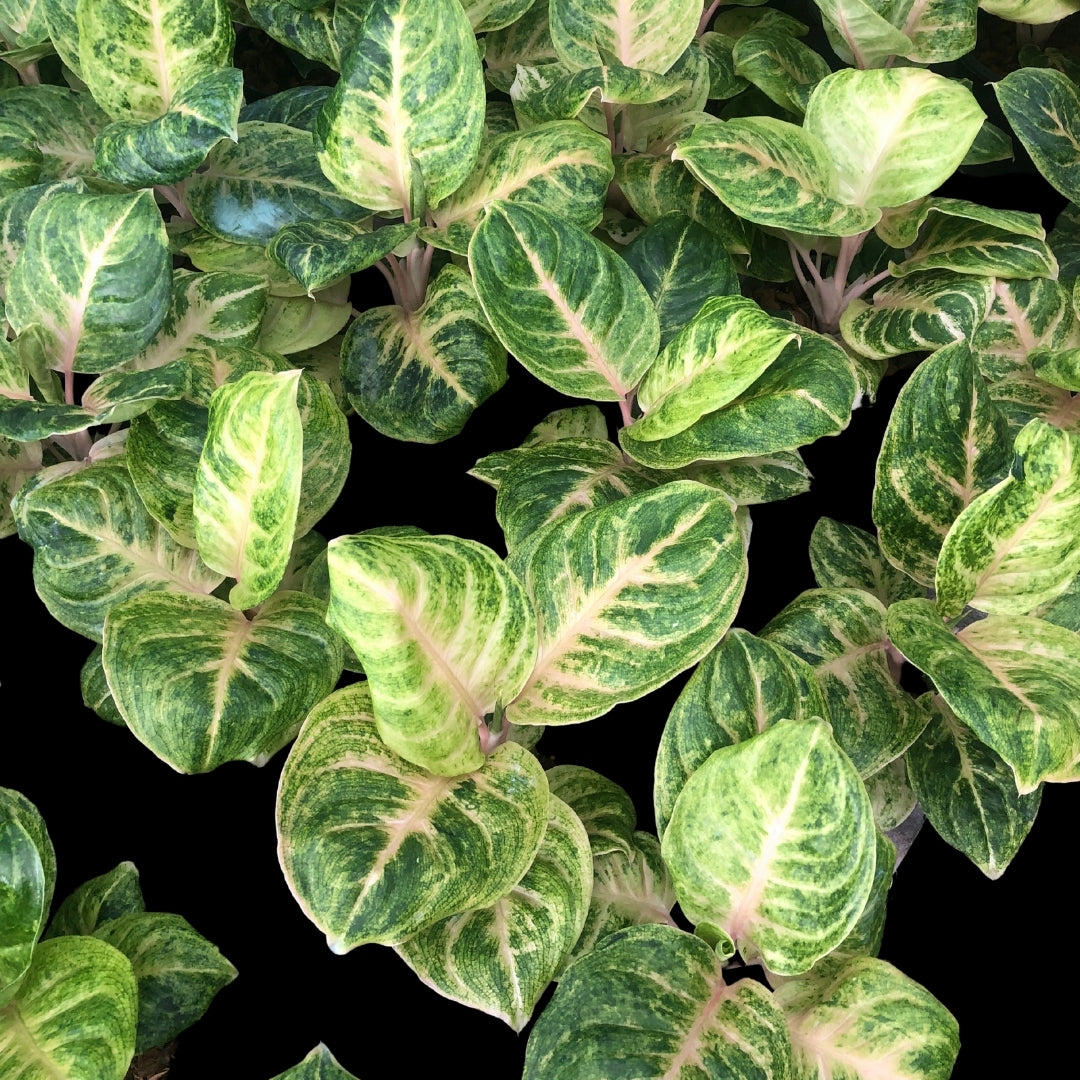 Aglaonema Golden Coin (PRE-ORDER) - JAN043