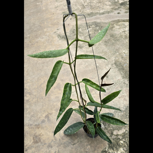Hoya Onychoides F.M.Bailay (Large) PRE-ORDER-JULY430