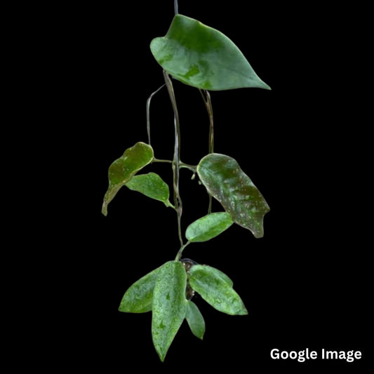 Hoya Onychoides Spot (Large) PRE-ORDER-JULY431
