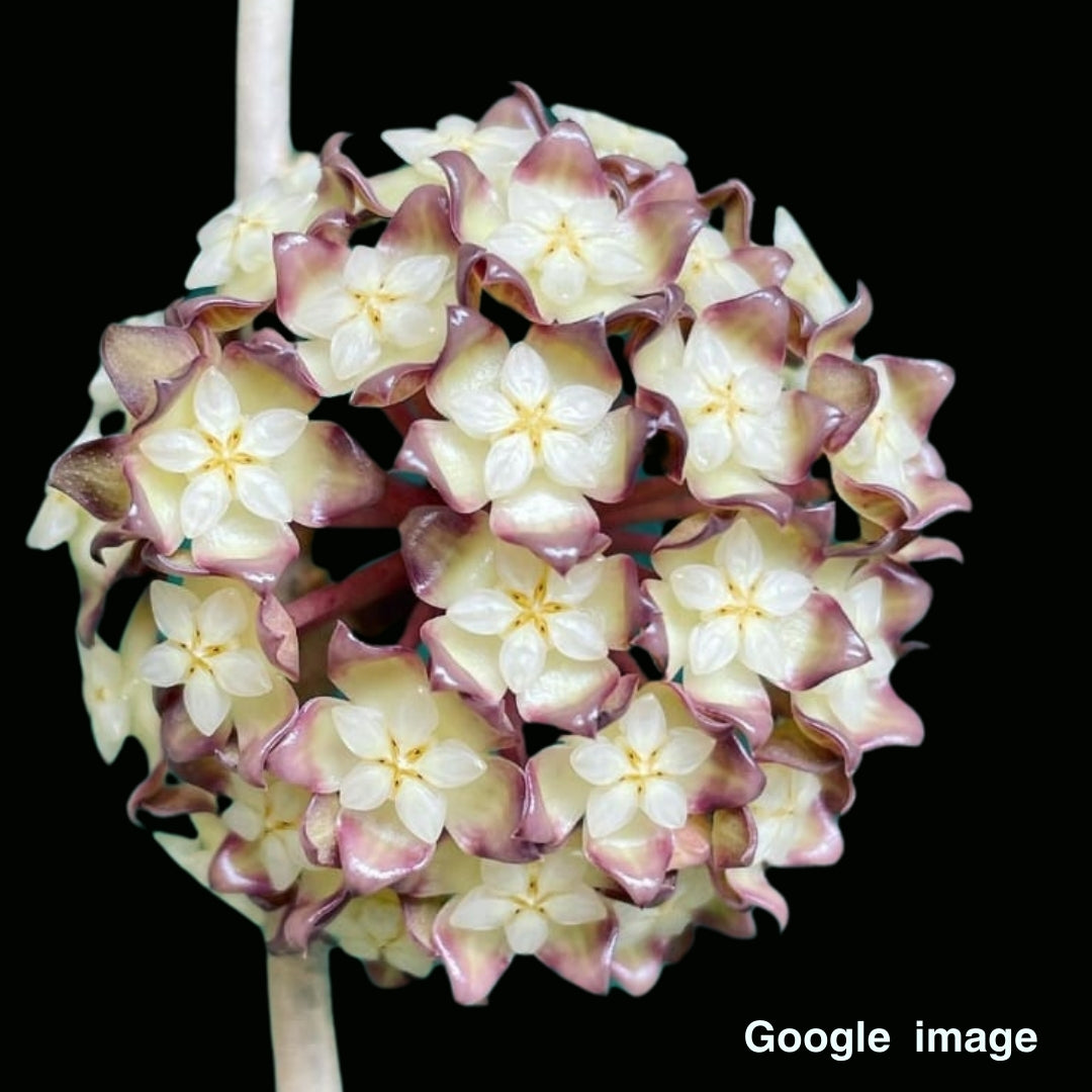 Hoya Sp. Perak Large (PRE-ORDER)-JULY431