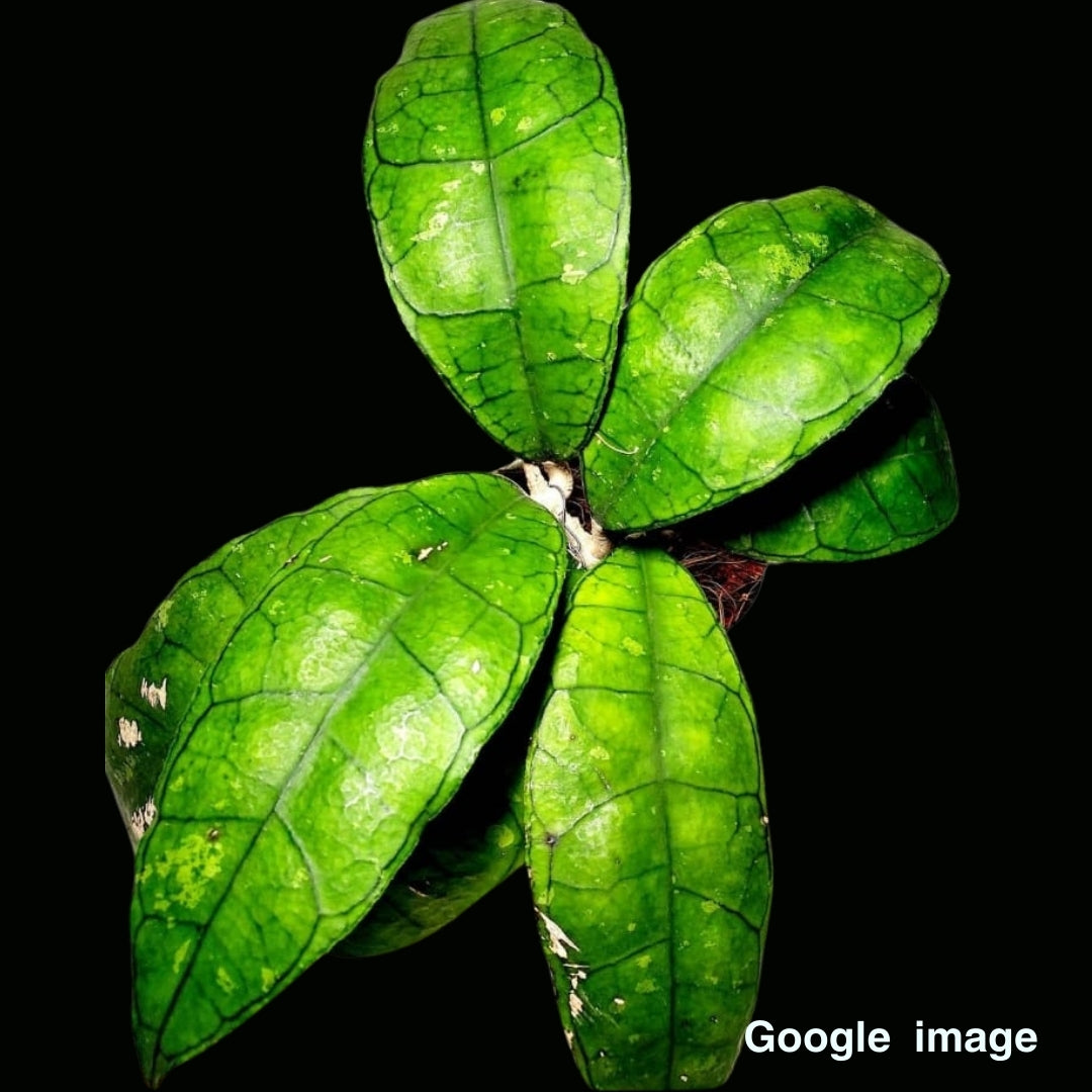 Hoya Sp. Perak Large (PRE-ORDER)-JULY431