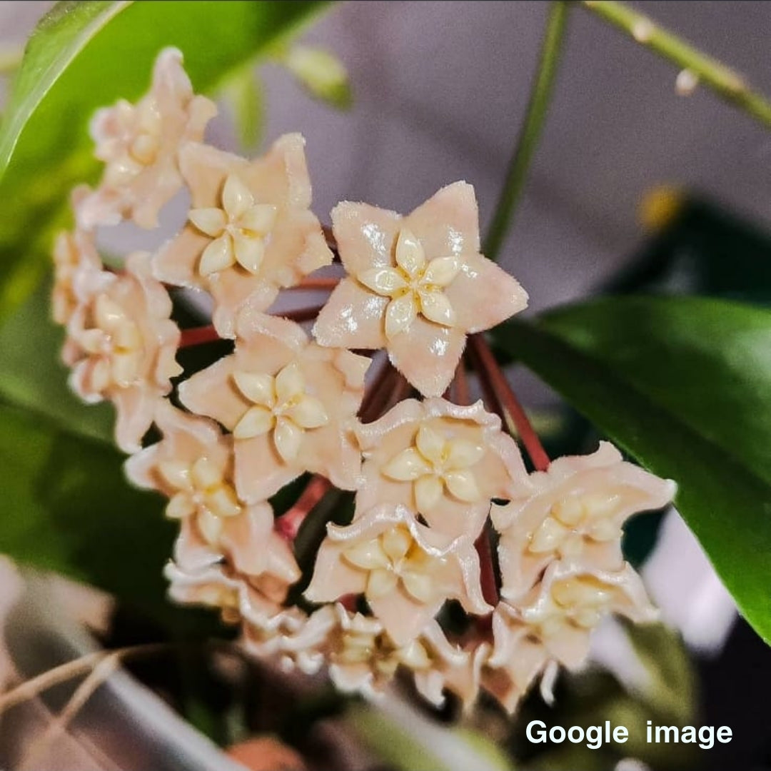 Hoya Sp.PNG SV 422 Large (PRE-ORDER)-JULY432