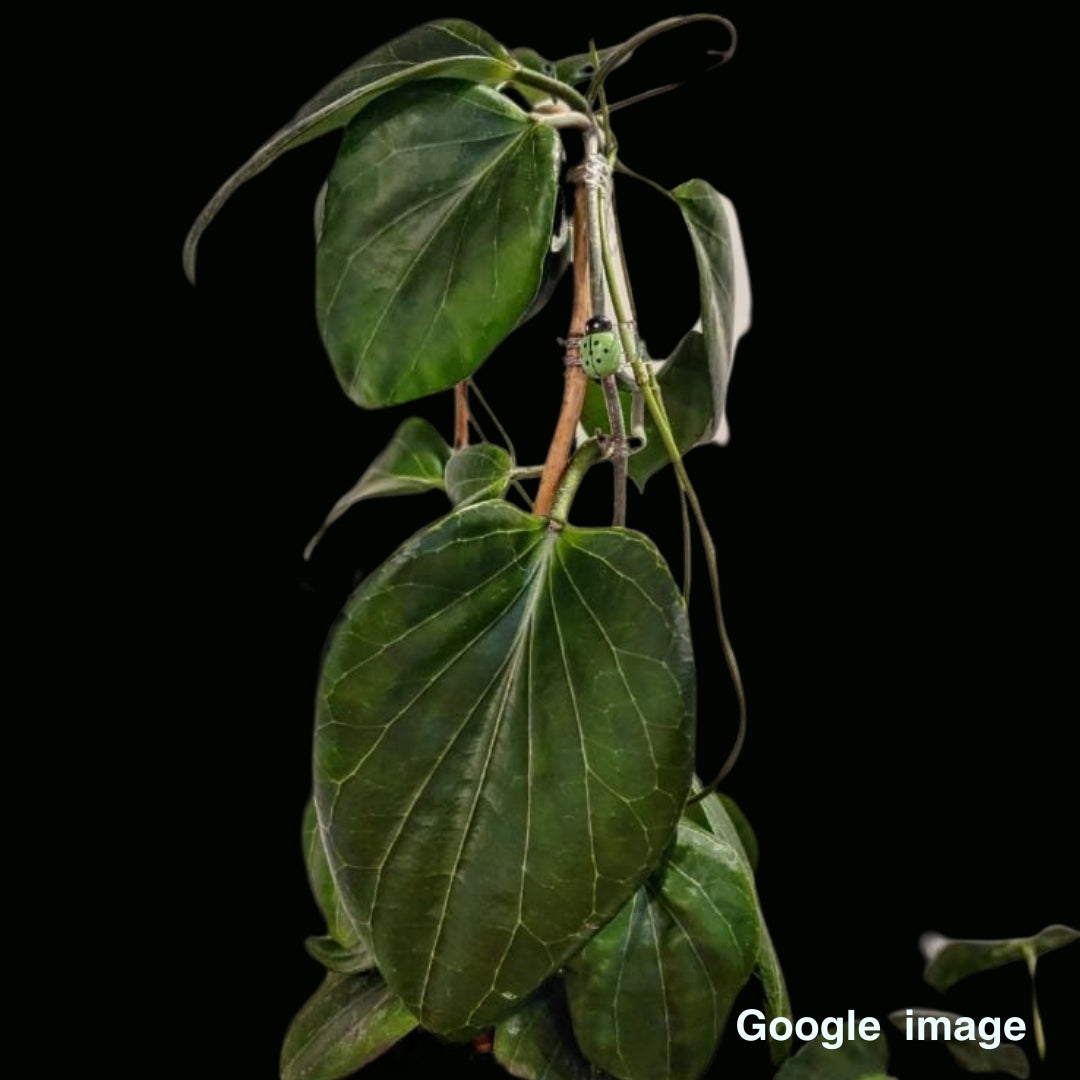 Hoya Sp.PNG SV 432 Large (PRE-ORDER)-JULY433