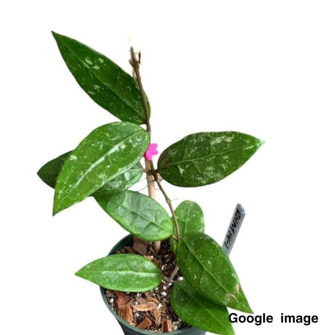 Hoya Sp. RHM-14-1 Large (PRE-ORDER)-JULY435