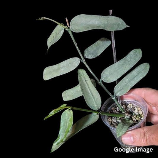 Hoya Pandurata Silver (Small) PRE-ORDER-JULY436
