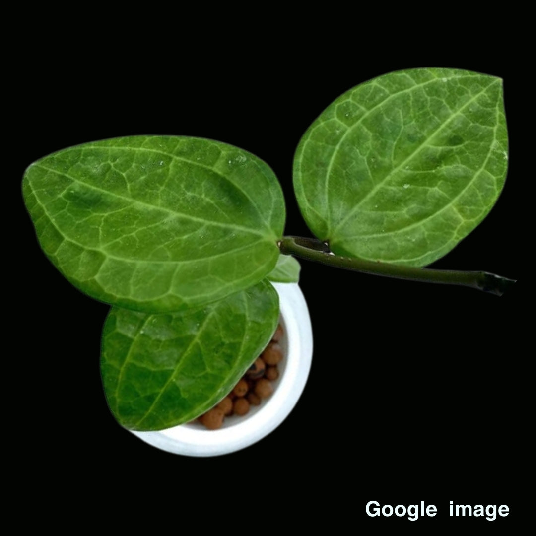 Hoya Sp.Sulawesi gps 8867 Large (PRE-ORDER)-JULY437