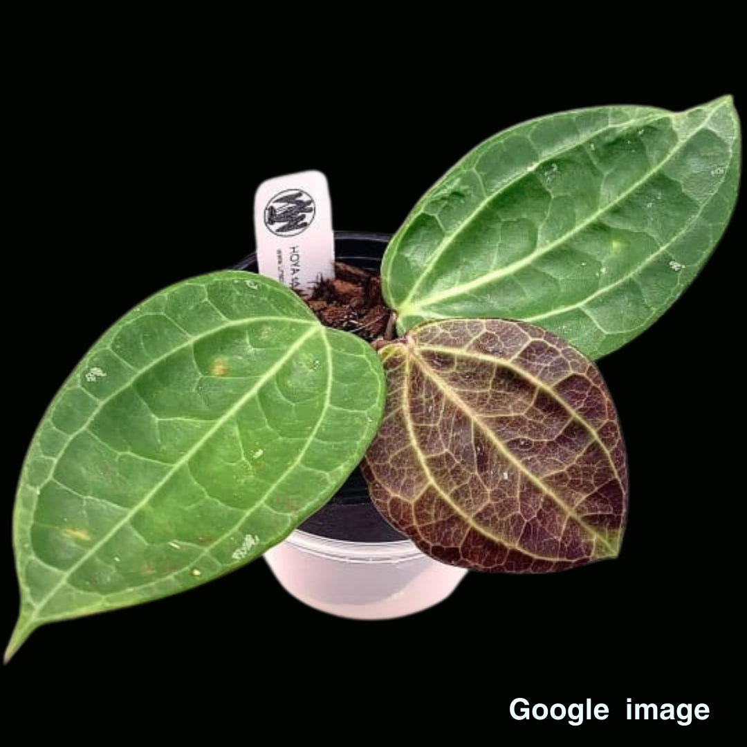 Hoya Sp.Sulawesi gps 8867 Large (PRE-ORDER)-JULY437