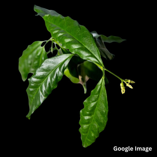 Hoya Papaschonii (Medium) PRE-ORDER-JULY438