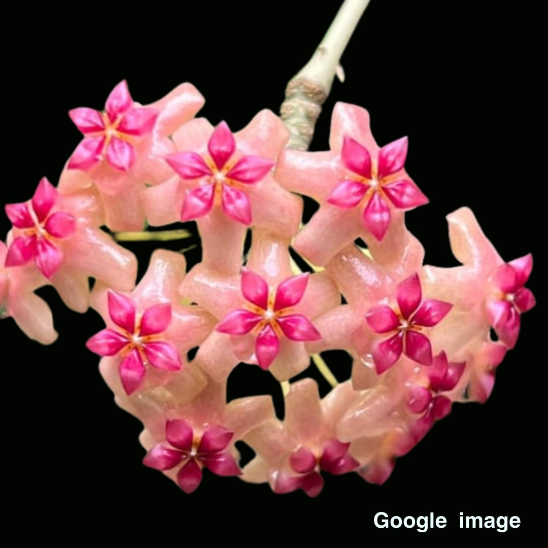 Hoya Sp. Surigao Del Sur Large (PRE-ORDER)-JULY438