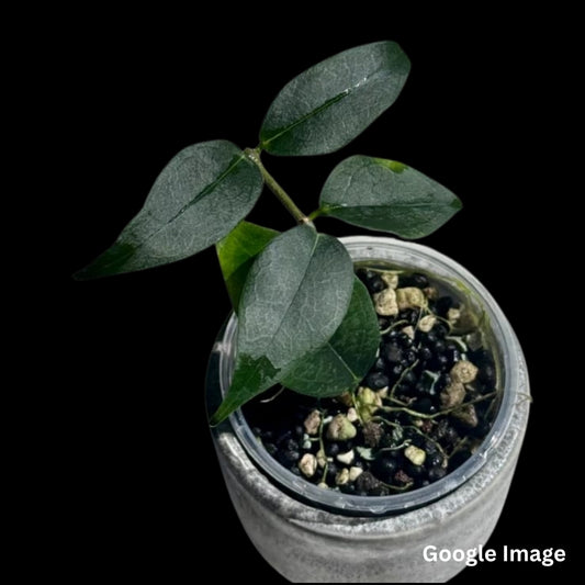 Hoya Papuana (Medium) PRE-ORDER-JULY439
