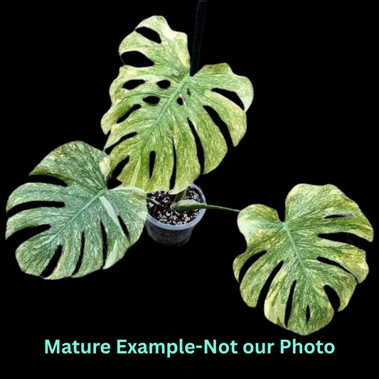 Monstera Delisiosa Green Snow Var (9cm Pot)- Pre Order JU50