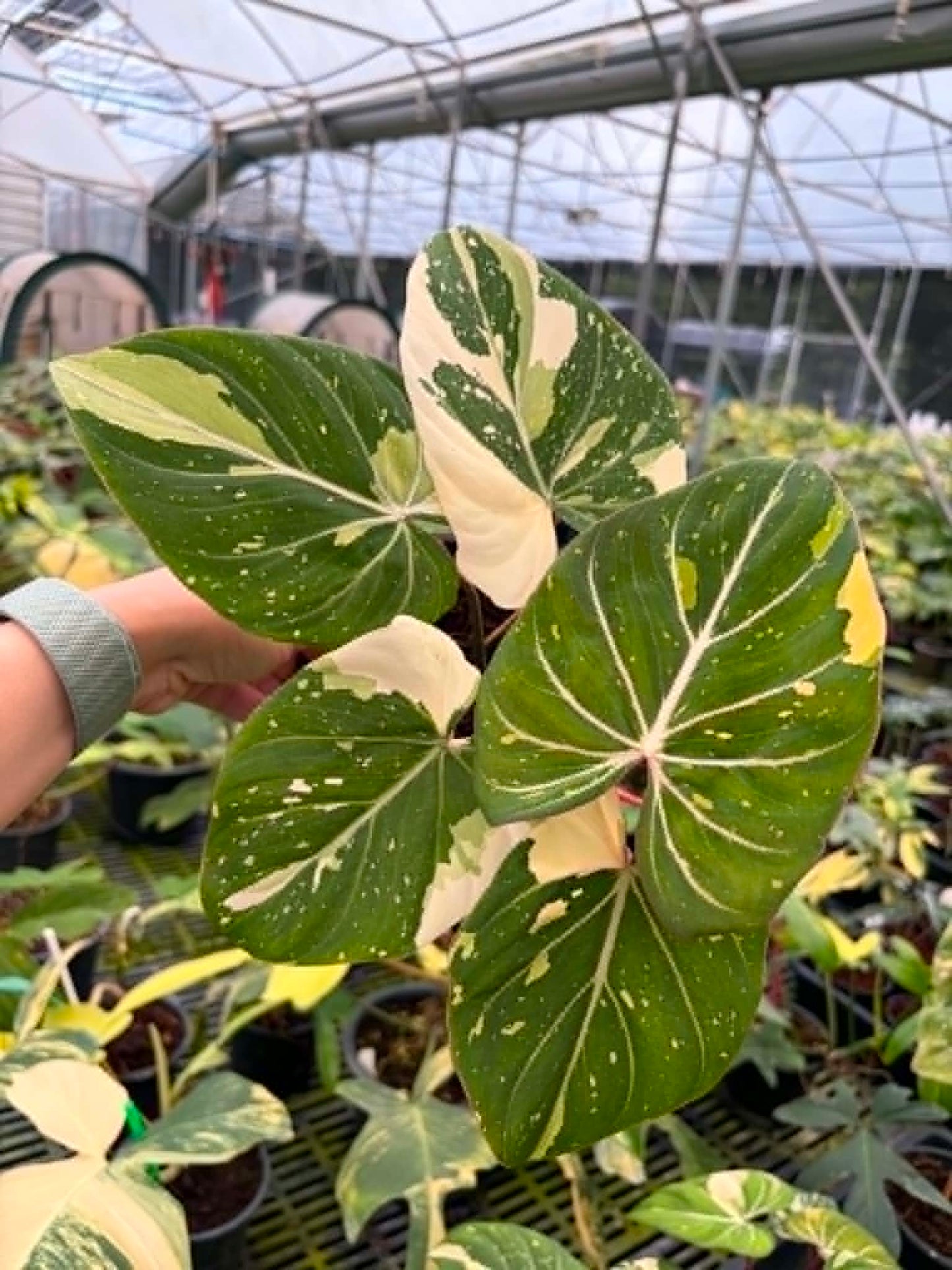 Philodendron Gloriosum Tricolor - Pre Order