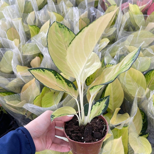 Aglaonema Golden Majestic (PRE-ORDER) - JAN044