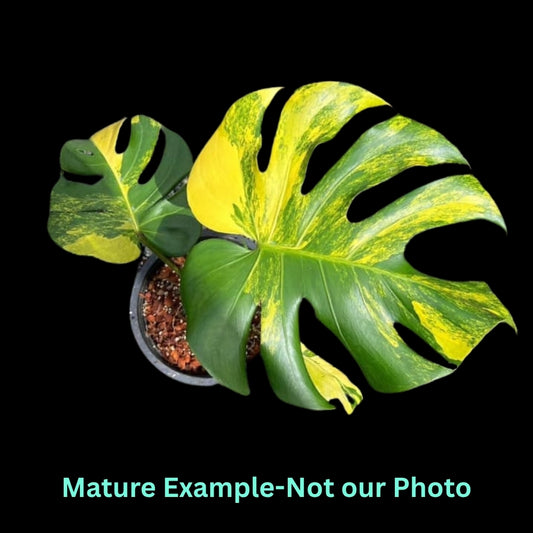 Monstera Delisiosa Aurea Var (Medium Size)- Pre Order JU52