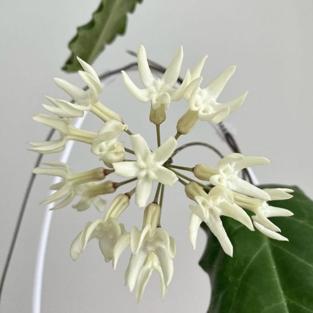 Hoya Versteegii Medium (PRE-ORDER) JULY476