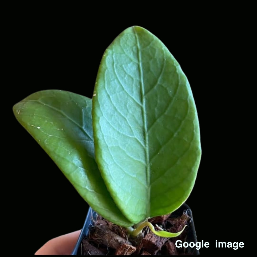 Hoya Sp. Timorleste Large (PRE-ORDER)-JULY441