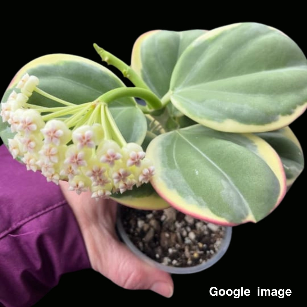 Hoya Subquintuplinervis Albomarginata New Moon Medium (PRE-ORDER)-JULY448