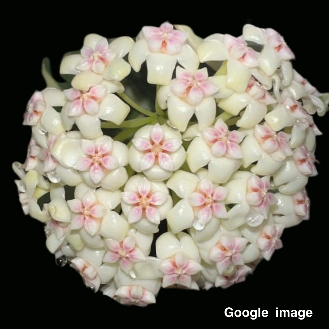 Hoya Subquintuplinervis Albomarginata New Moon Medium (PRE-ORDER)-JULY448