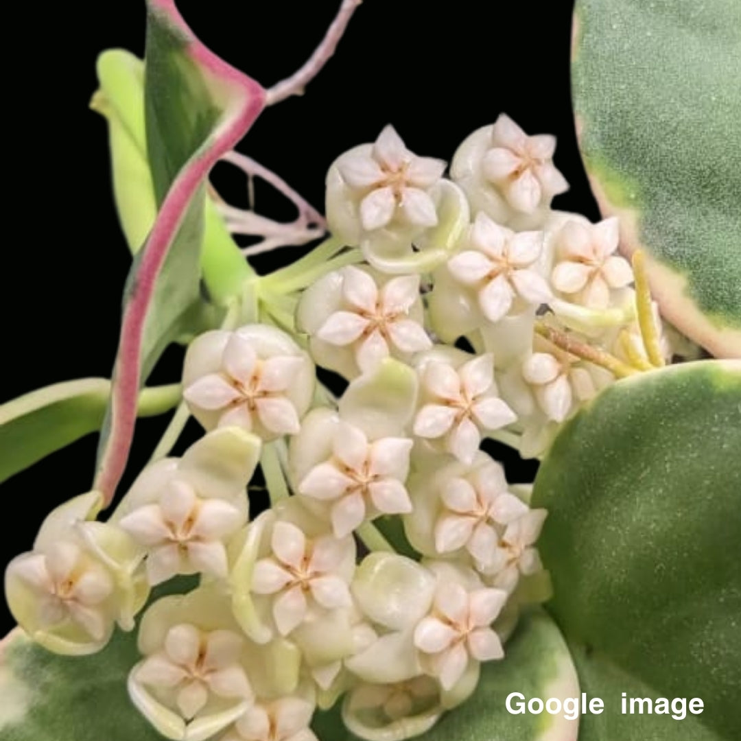 Hoya Subquintuplinervis Albomarginata New Moon Medium (PRE-ORDER)-JULY448