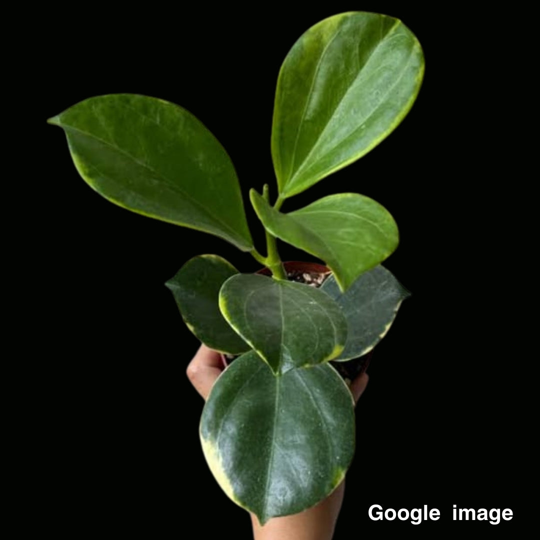 Hoya Subquintuplinervis Albomarginata Round Leaves Medium (PRE-ORDER)-JULY449