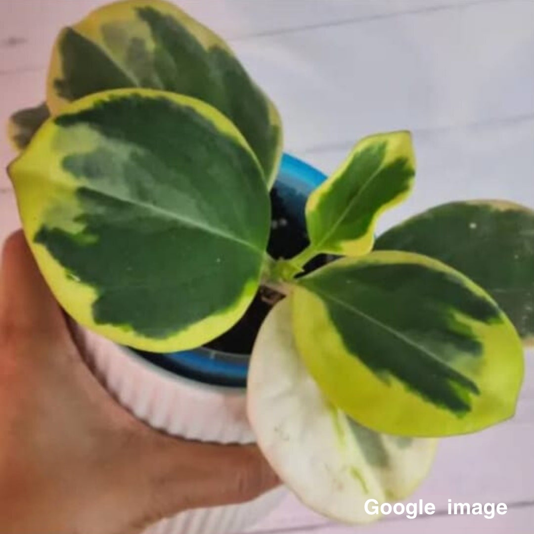 Hoya Subquintuplinervis Albomarginata Round Leaves Medium (PRE-ORDER)-JULY449