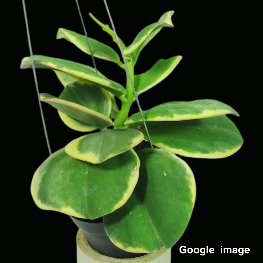 Hoya Subquintuplinervis Albomarginata Round Leaves Medium (PRE-ORDER)-JULY449