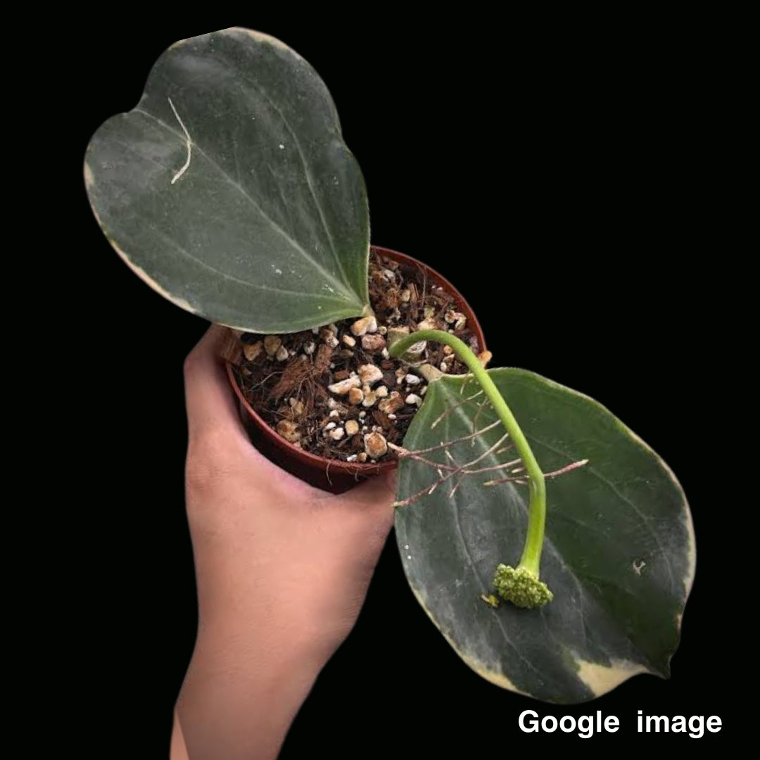 Hoya Subquintuplinervis Albomarginata Round Leaves Medium (PRE-ORDER)-JULY449