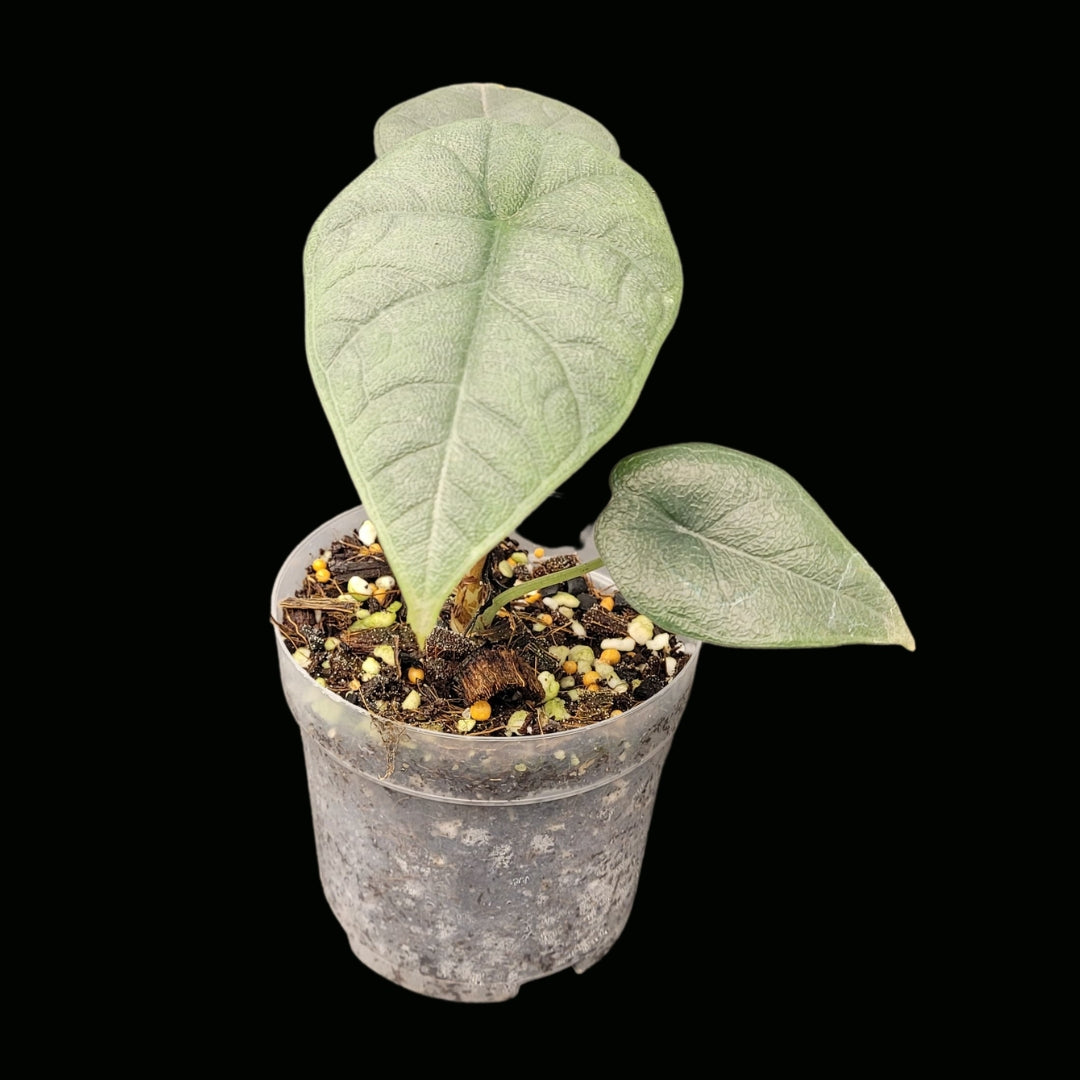 Alocasia Melo-JUN036