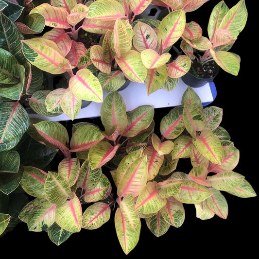 Aglaonema Goliath (PRE-ORDER) - JAN045