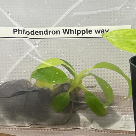 Philodendron Whipple Way Tissue Culture (PRE-ORDER) -TC90