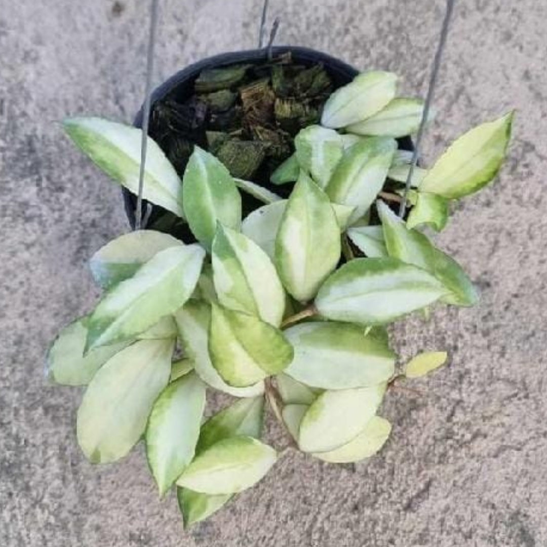 Hoya Walliniana Variegated (Medium) PRE-ORDER-JULY661 – Fuzzy Roots