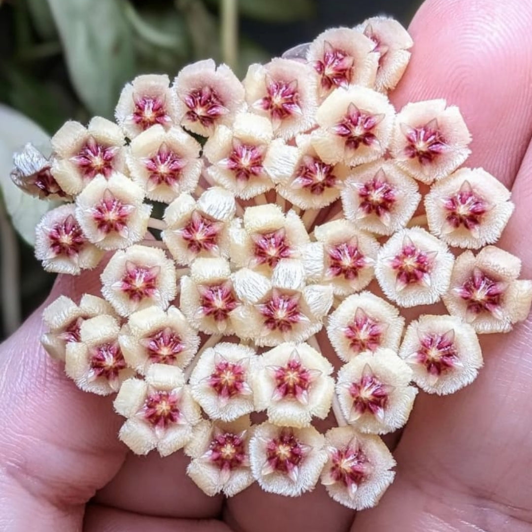 Hoya Walliniana Variegated Medium (PRE-ORDER)-JULY485